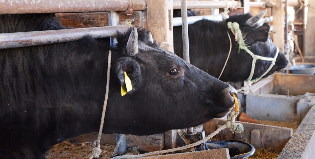 令和７年度　共進会開催しました！！